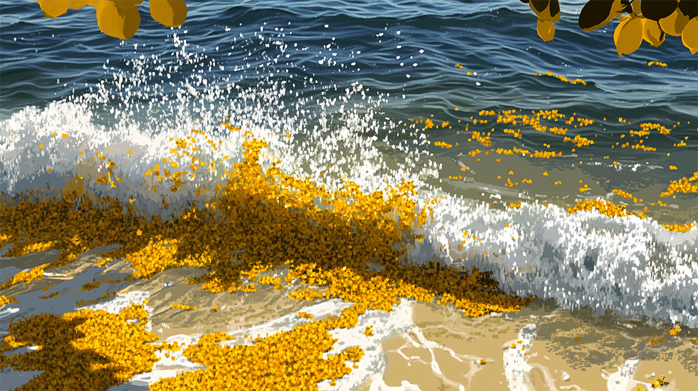 Macroalgas de sargazo acumuladas en la orilla de una playa del Caribe mexicano, con olas rompiendo y hojas amarillas en primer plano.